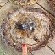 Bois Fossile - Tranche