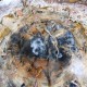 Bois Fossile - Tranche