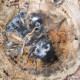 Bois Fossile - Tranche