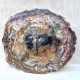 Bois Fossile - Tranche