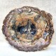 Bois Fossile - Tranche