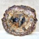 Bois Fossile - Tranche