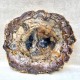 Bois Fossile - Tranche