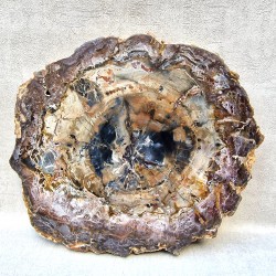 Bois Fossile - Tranche