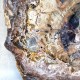 Bois Fossile - Tranche