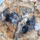 Bois Fossile - Tranche