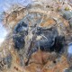 Bois Fossile - Tranche
