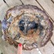 Bois Fossile - Tranche