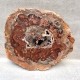 Bois Fossile - Tranche