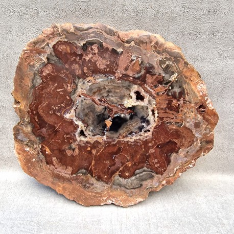 Bois Fossile - Tranche
