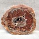 Bois Fossile - Tranche