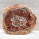 Bois Fossile - Tranche