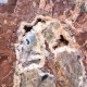 Bois Fossile - Tranche