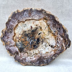 Bois Fossile - Tranche
