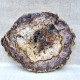 Bois Fossile - Tranche