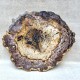 Bois Fossile - Tranche
