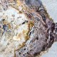 Bois Fossile - Tranche