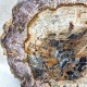 Bois Fossile - Tranche