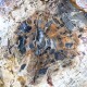 Bois Fossile - Tranche