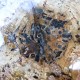Bois Fossile - Tranche