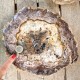 Bois Fossile - Tranche