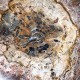 Bois Fossile - Tranche