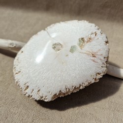 Scolécite polie