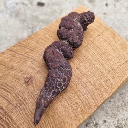Coprolithe - Sidérite - Madagascar