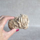 Baryte - Barytine - Valzergues, France